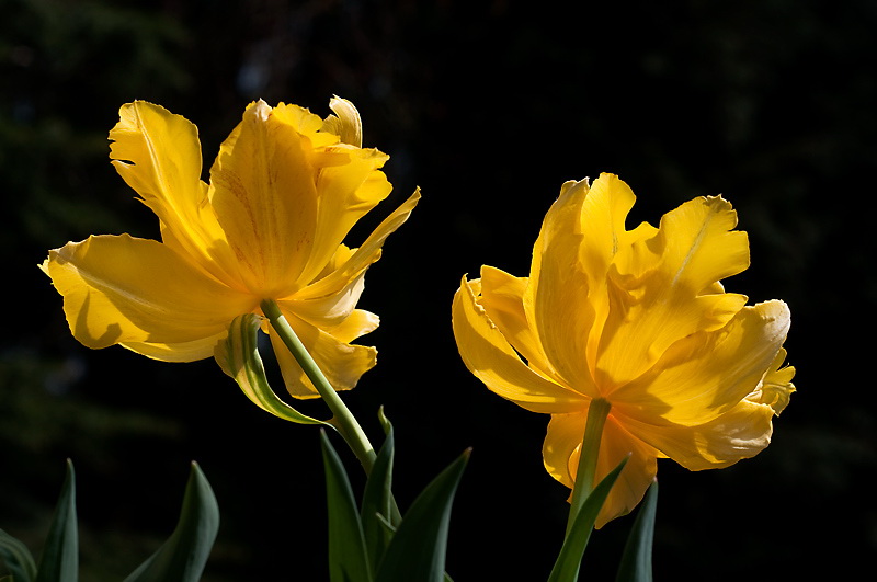 24 Blume D33_5172.jpg